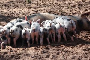 Украинское сало стало «невыездным», а астраханское поголовье свиней растет