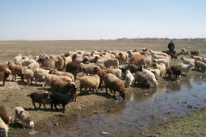 Астраханская область планирует увеличить поставки мелкого рогатого скота на Ближний Восток