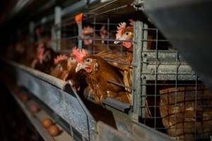 Астраханская птицефабрика после птичьего гриппа возвращается на рынок