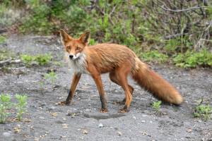 В центре Астрахани живут лисы, сбежавшие из зоопарка 