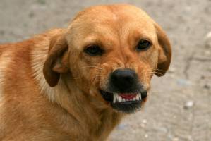 В Астрахани бродячий пес вцепился в лицо мальчика, гулявшего на детской площадке  