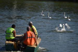 Астраханские лебеди-подкидыши поплыли на законных основаниях