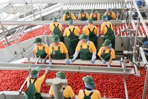 Астраханский завод томат-пасты в два раза увеличил мощности