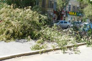 Гигантская ветка рухнула на дорогу, повредив авто и парализовав движение в центре Астрахани