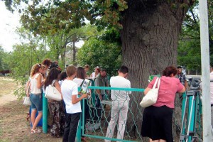 Астраханцы могут проголосовать за знаменитый дуб в конкурсе «Российское дерево года»
