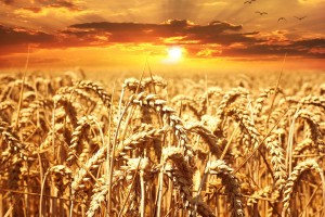 В Астраханской области завершена уборка  пшеницы, ячменя и ржи