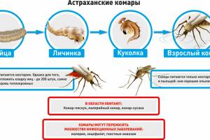 В Астраханской области аномальное для августа нашествие комаров