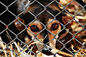 Почему астраханский приют для бездомных животных не принимает всех бродячих собак