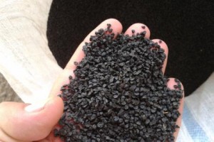 В Астраханскую области пытались ввезти  105 кг семян лука неизвестного происхождения