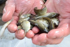 В Астраханской области в естественные водоёмы выпустили более 35 миллионов мальков рыб