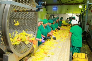 В Астраханской области переработали почти 18 тысяч тонн овощей