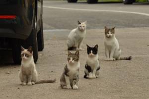 В Астрахани введен карантин из-за бешеных кошек 