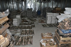 Астраханские пограничники с начала года изъяли из незаконного оборота более 200 тонн рыбы