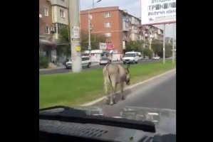 В Астрахани по проезжей части гулял ослик