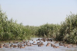 В Володарском районе Астраханской области в дикую природу выпустили 6 000 утят