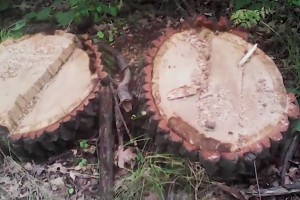Волгоградской области грозит катастрофа из-за вырубки дубов и хищений чернозёма