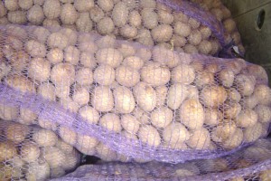 В Астраханскую область пытались ввезти 20 тонн подкарантинного семенного картофеля