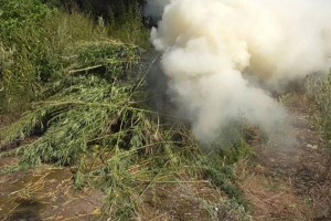В приграничном с Астраханской областью районе сожгли плантацию конопли