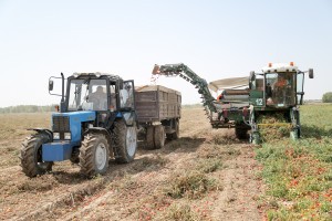 В Астраханской области на сборе урожая томатов работают итальянские комбайны
