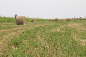 В Астраханской области скосили почти 130 тысяч гектаров сена
