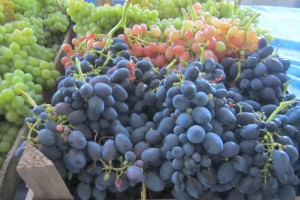 Определены оптимальные сорта винограда для выращивания в Астраханской области