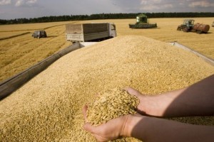 Россия наращивает экспорт зерна за рубеж