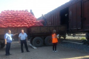 Погрузка лука в Астраханской области увеличилась на 25% по сравнению с прошлым годом