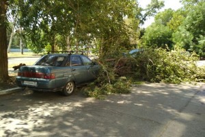 В Астрахани растёт число упавших на машины деревьев