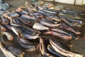На главном рыбном рынке Астрахани нашли незаконно добытых осетров