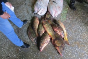 В Астраханской области выявили некачественную рыбу