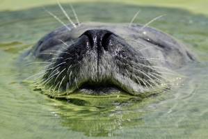 Для каспийских тюленей создадут реабилитационный центр