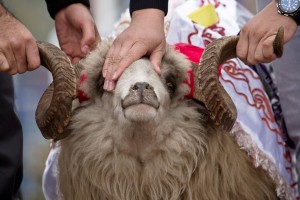В Астрахани купить жертвенных животных на Курбан-Байрам можно только на трёх улицах