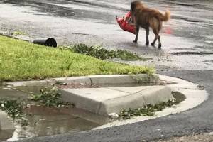 Соцсети покорил подготовившийся к урагану пес‍