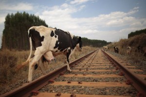 В Астраханской области три хозяина получили штрафы за брошенный скот
