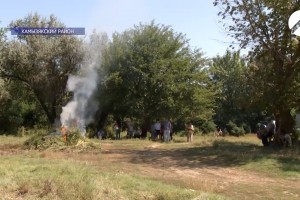 В Астраханской области продолжают скашивать и уничтожать дикую коноплю