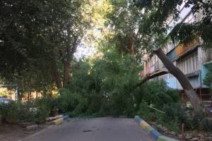 В Астрахани упавшее дерево перекрыло проезд
