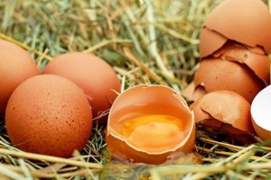 Россельхознадзор усилит контроль за импортом яйцесодержащих продуктов из-за фипронила