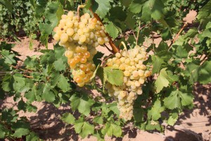 В Астраханской области растёт 90 сортов винограда