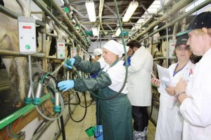Астраханка оправится на Всероссийский конкурс операторов машинного доения коров