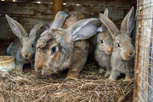 В Астрахани могут появиться «арбузный» хлеб и ферма по разведению кроликов-«великанов»