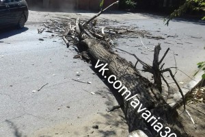 В центре Астрахани в очередной раз упало дерево