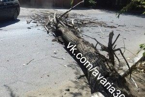 В Астрахани на улице Шаумяна на проезжую часть упало дерево