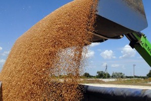 Россия может увеличить экспорт зерна