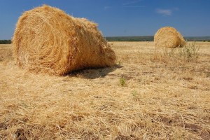 Астраханские фермеры на 85% обеспечили кормами поголовье на предстоящий зимний период