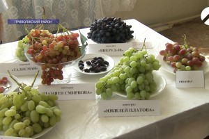 В Астраханской области готовятся к сбору винограда в промышленных масштабах