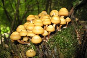 Астраханских грибников предупреждают об опасности