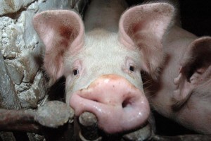 Астраханец привлечён к ответственности за содержание свиней в антисанитарных условиях