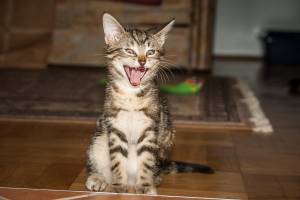 В Астрахани кошка держала в страхе хозяев 