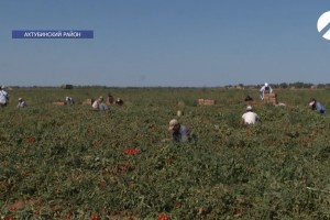 В Астраханской области растёт число сельскохозяйственных кооперативов