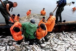 Погодные условия позволили астраханским рыбакам выйти на осеннюю путину вовремя
